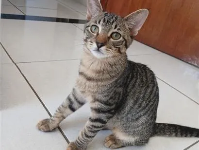 Gato raça SRD-ViraLata idade 7 a 11 meses nome Romeu 
