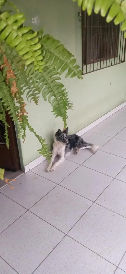 Cachorro raça Bodercollie idade 3 anos nome Jade