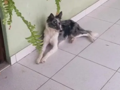 Cachorro raça Bodercollie idade 3 anos nome Jade