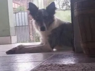 Cachorro raça Bodercollie idade 3 anos nome Jade