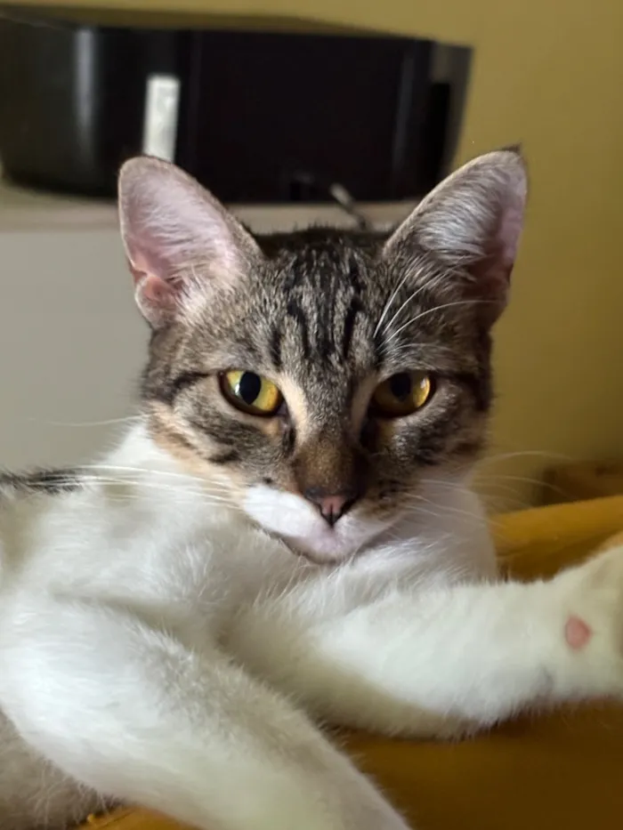 Gato raça SRD-ViraLata idade 1 ano nome 2 Gatas Castradas, vacinadas e vermifugadas