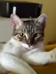 2 Gatas Castradas, vacinadas e vermifugadas