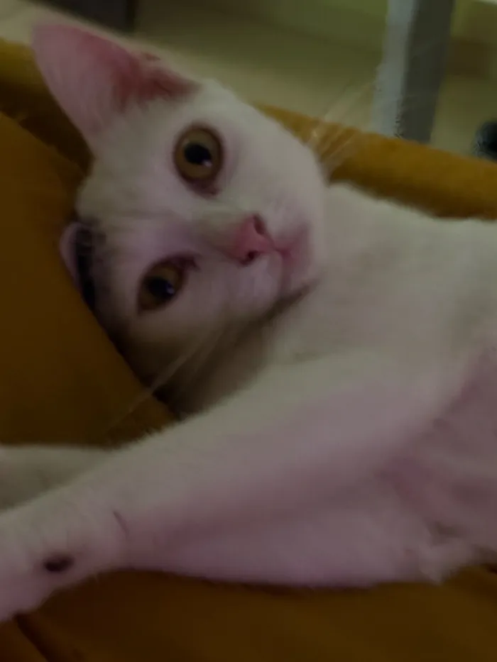 Gato raça SRD-ViraLata idade 1 ano nome 2 Gatas Castradas, vacinadas e vermifugadas