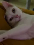 2 Gatas Castradas, vacinadas e vermifugadas