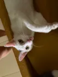 2 Gatas Castradas, vacinadas e vermifugadas