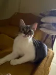 2 Gatas Castradas, vacinadas e vermifugadas