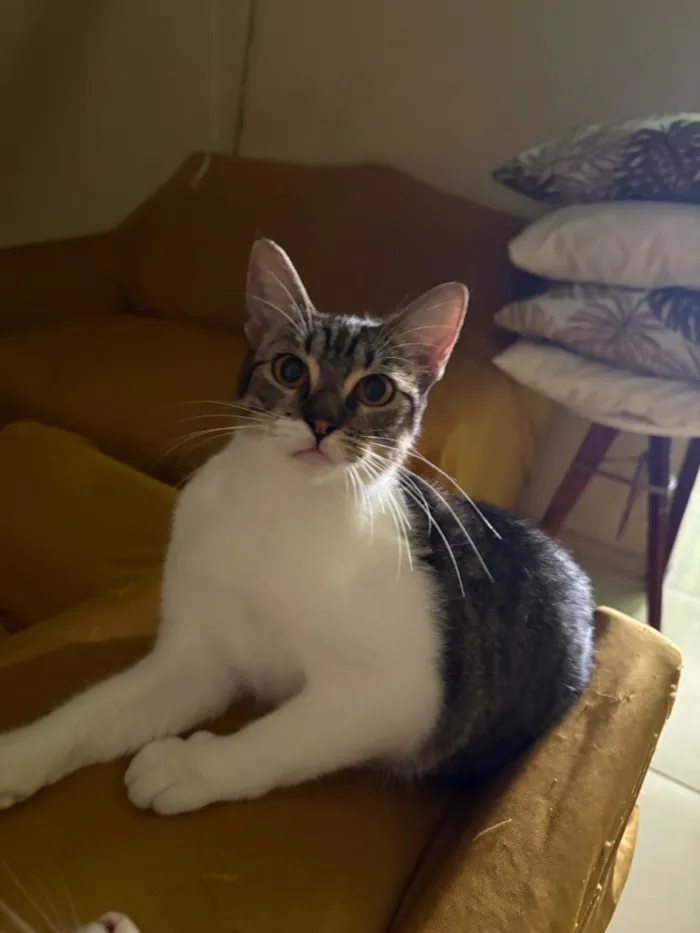 Gato raça SRD-ViraLata idade 1 ano nome 2 Gatas Castradas, vacinadas e vermifugadas