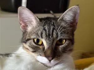 Gato raça SRD-ViraLata idade 1 ano nome 2 Gatas Castradas, vacinadas e vermifugadas