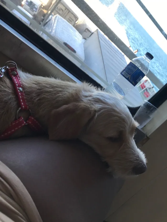 Cachorro raça SRD-ViraLata idade 2 anos nome Pipoca