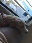 Pipoca