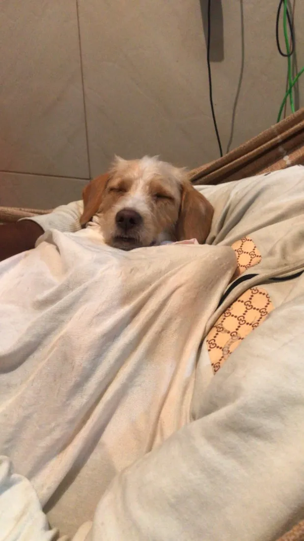 Cachorro raça SRD-ViraLata idade 2 anos nome Pipoca