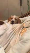 Pipoca