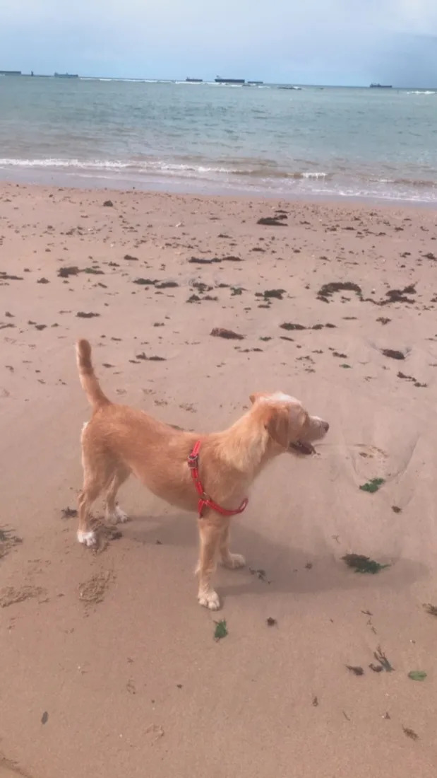Cachorro raça SRD-ViraLata idade 2 anos nome Pipoca