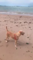Pipoca