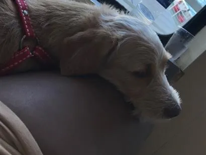 Cachorro raça SRD-ViraLata idade 2 anos nome Pipoca