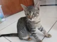 Romeu 