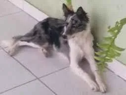 Cachorro raça Bodercollie idade 3 anos nome Jade