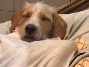 Cachorro raça SRD-ViraLata idade 2 anos nome Pipoca