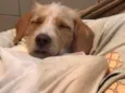 Pipoca