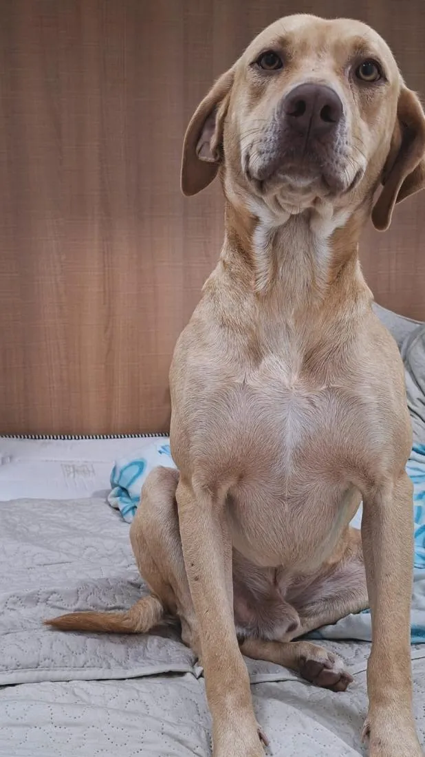 Cachorro raça SRD-ViraLata idade 2 anos nome Dourado