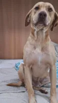 Dourado