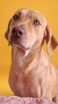 Dourado