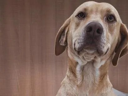Cachorro raça SRD-ViraLata idade 2 anos nome Dourado