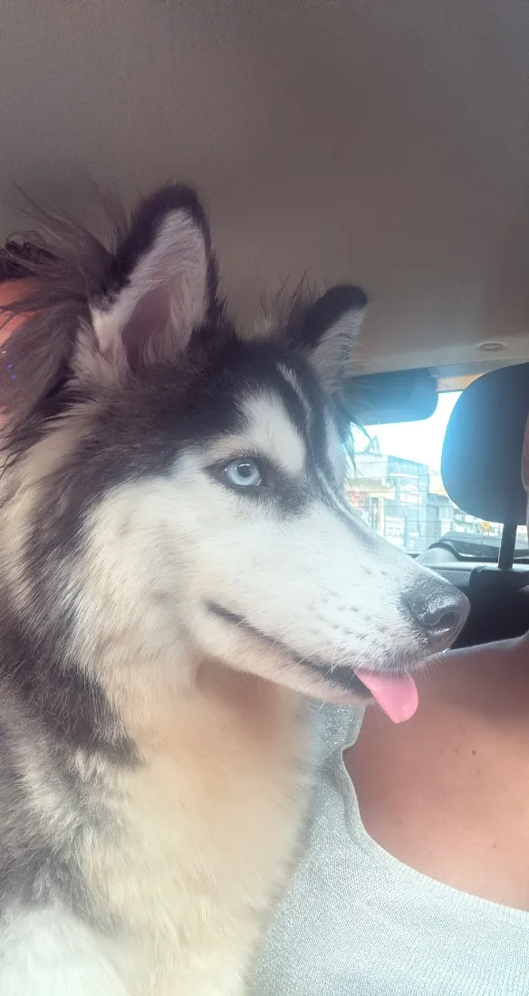 Cachorro raça Rusky Siberiano idade 7 a 11 meses nome Nala
