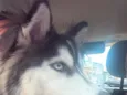 Nala