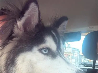 Cachorro raça Rusky Siberiano idade 7 a 11 meses nome Nala