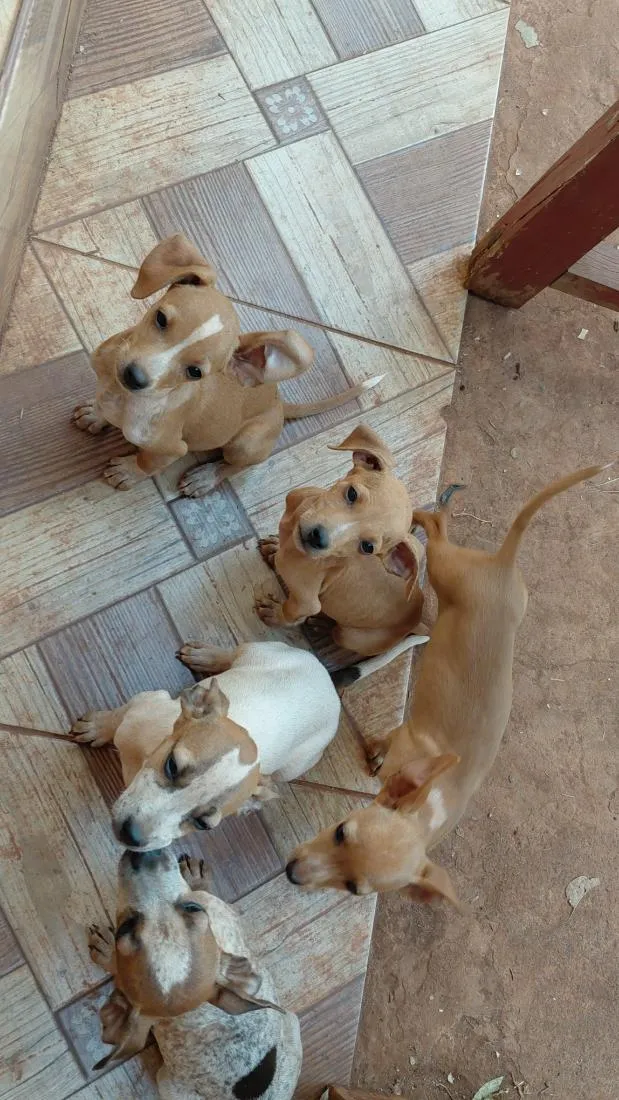 Cachorro raça SRD-ViraLata idade 2 a 6 meses nome Sem nomes ainda