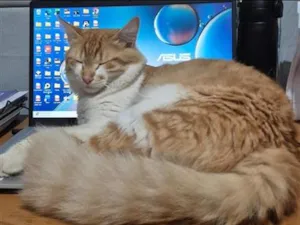Gato raça SRD-ViraLata idade 2 anos nome Jubileu