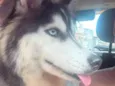 Nala