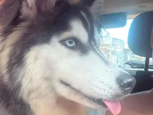 Cachorro raça Rusky Siberiano idade 7 a 11 meses nome Nala