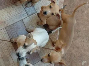 Cachorro raça SRD-ViraLata idade 2 a 6 meses nome Sem nomes ainda