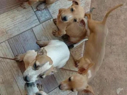 Cachorro raça SRD-ViraLata idade 2 a 6 meses nome Sem nomes ainda