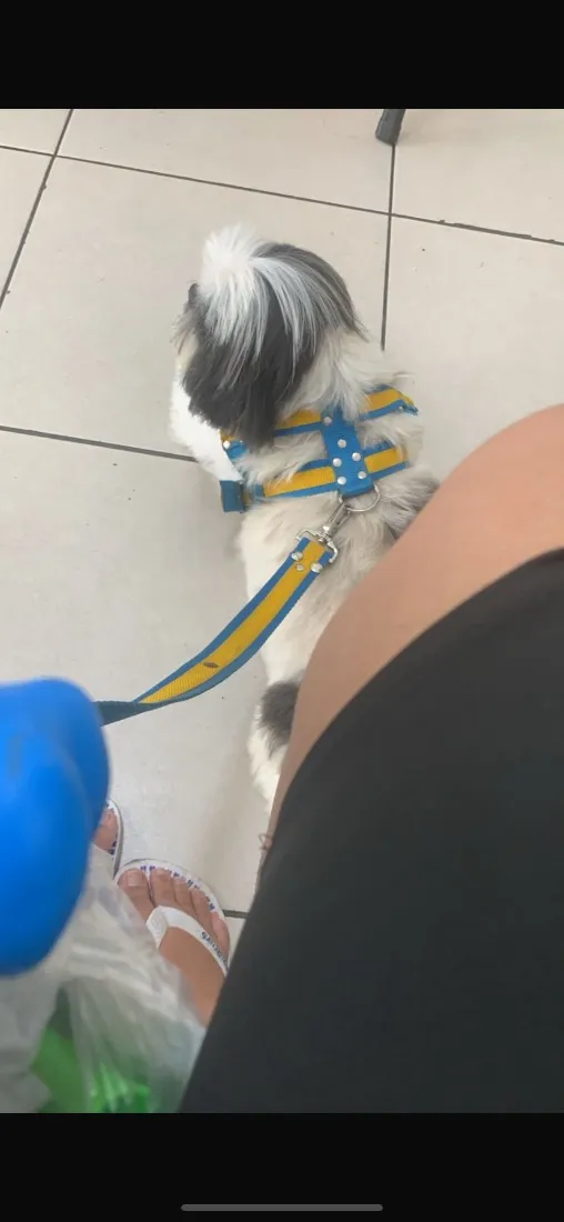 Cachorro raça Shitzu idade 6 ou mais anos nome Chuchu