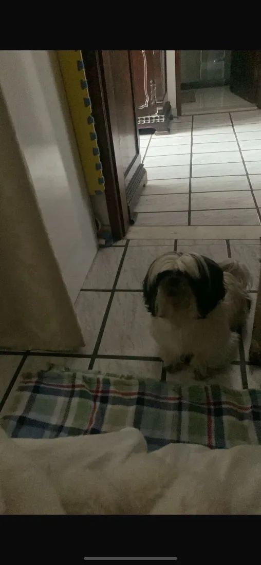 Cachorro raça Shitzu idade 6 ou mais anos nome Chuchu