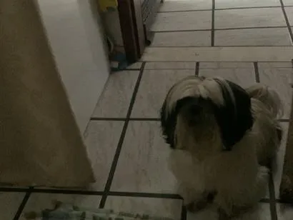 Cachorro raça Shitzu idade 6 ou mais anos nome Chuchu