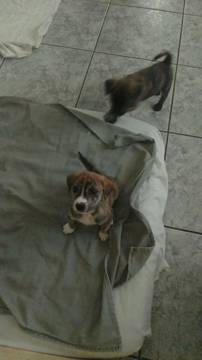 Cachorro raça SRD-ViraLata idade Abaixo de 2 meses nome Angel