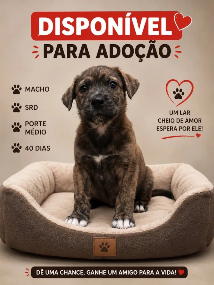 Cachorro raça SRD-ViraLata idade 2 a 6 meses nome Stitch