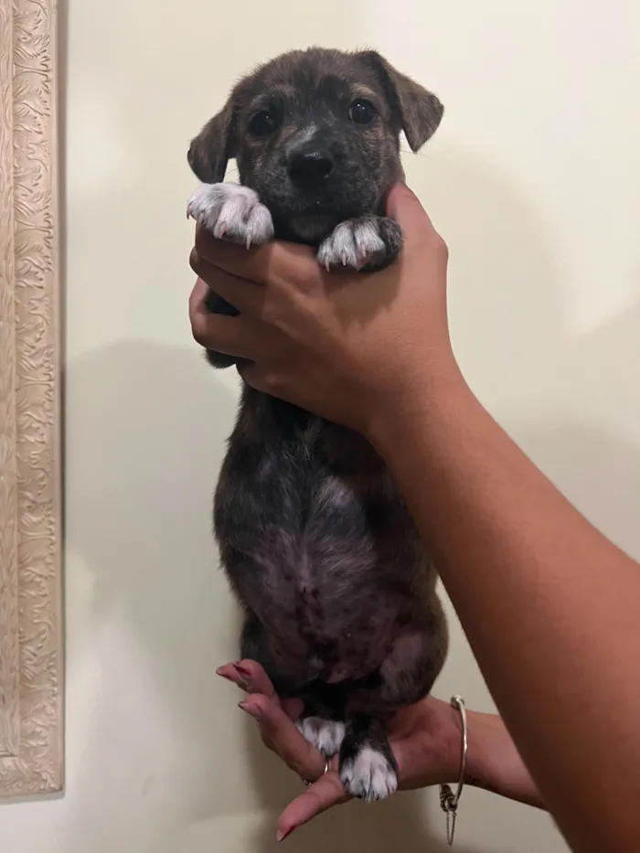 Cachorro raça SRD-ViraLata idade 2 a 6 meses nome Stitch