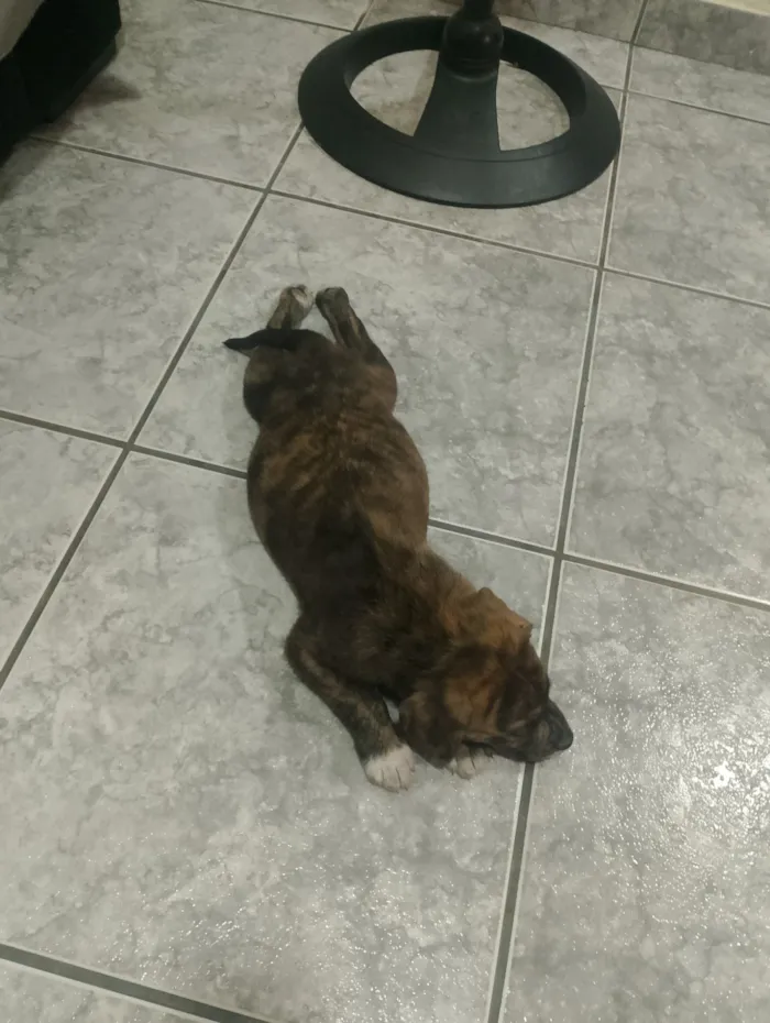 Cachorro raça SRD-ViraLata idade 2 a 6 meses nome Stitch