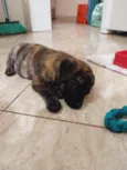 Koda