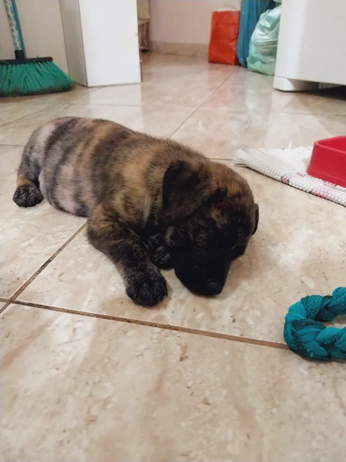 Cachorro raça SRD-ViraLata idade Abaixo de 2 meses nome Koda