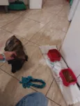 Koda