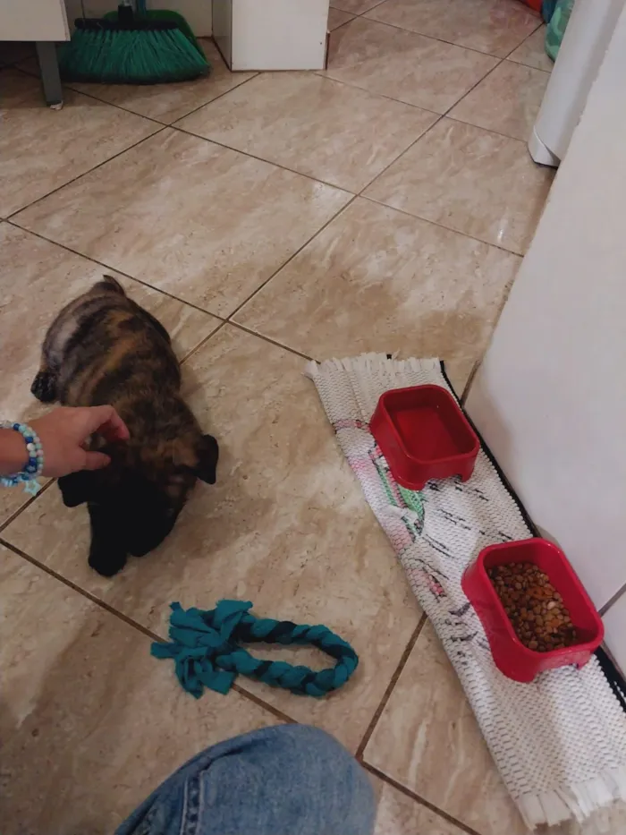 Cachorro raça SRD-ViraLata idade Abaixo de 2 meses nome Koda