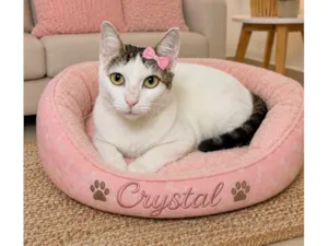 Gato raça SRD-ViraLata idade 7 a 11 meses nome Crystal 