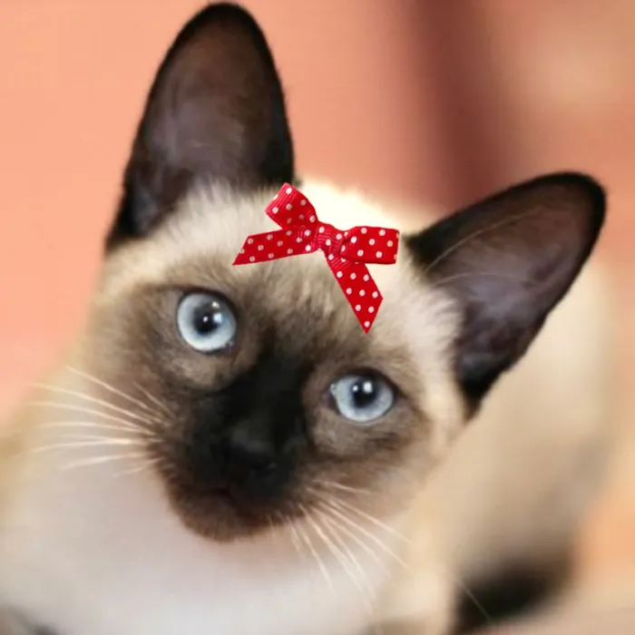 Gato raça Siamês idade 7 a 11 meses nome Cristal