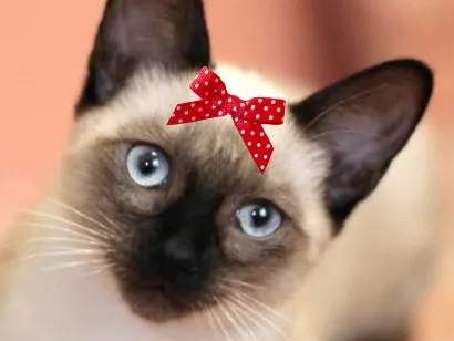 Gato raça Siamês idade 7 a 11 meses nome Cristal
